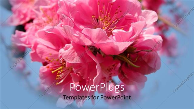  Presentation with pink sky - Beautiful pink cherry flowers inflorescence on sky blue background