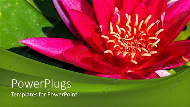  Presentation with pink lotus flower - Beautiful pink colored flower with green leaves