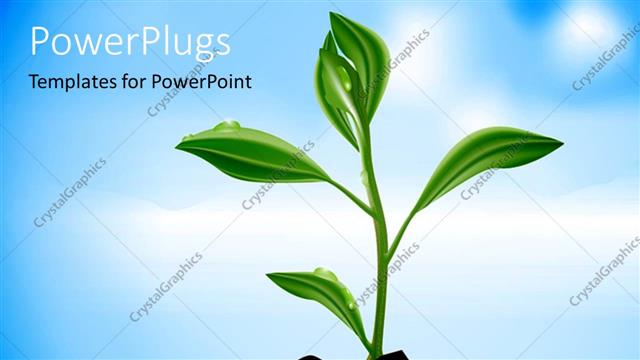  Presentation with dew - A beautiful plant with bluish background
