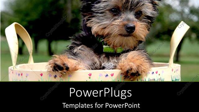  Presentation with puppy - A beautiful puppy in a bag