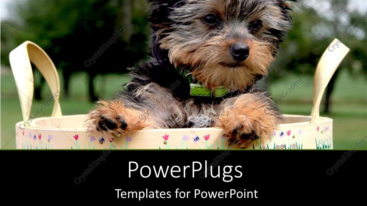 Premium Template for PowerPoint & Google Slides 