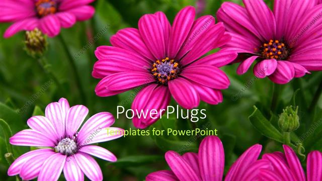  Presentation with daisy - Beautiful purple daisy flowers blossom with green leaves