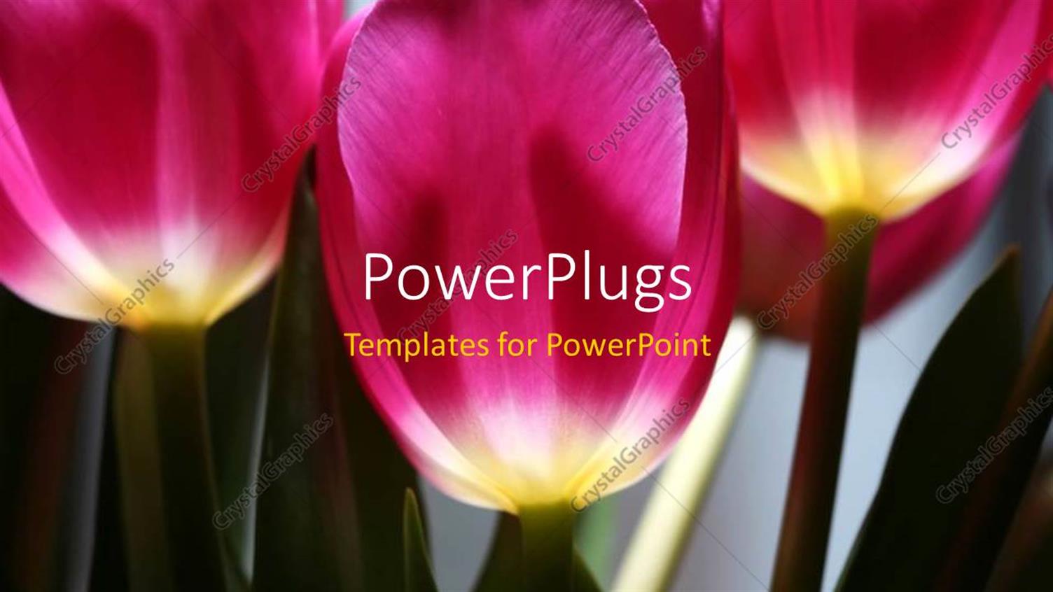 Premium Template for PowerPoint & Google Slides 