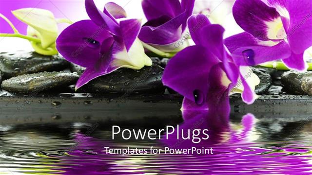  Presentation with rocks - Beautiful  purple and white orchids on rocks by a pond with purple background orchid scent