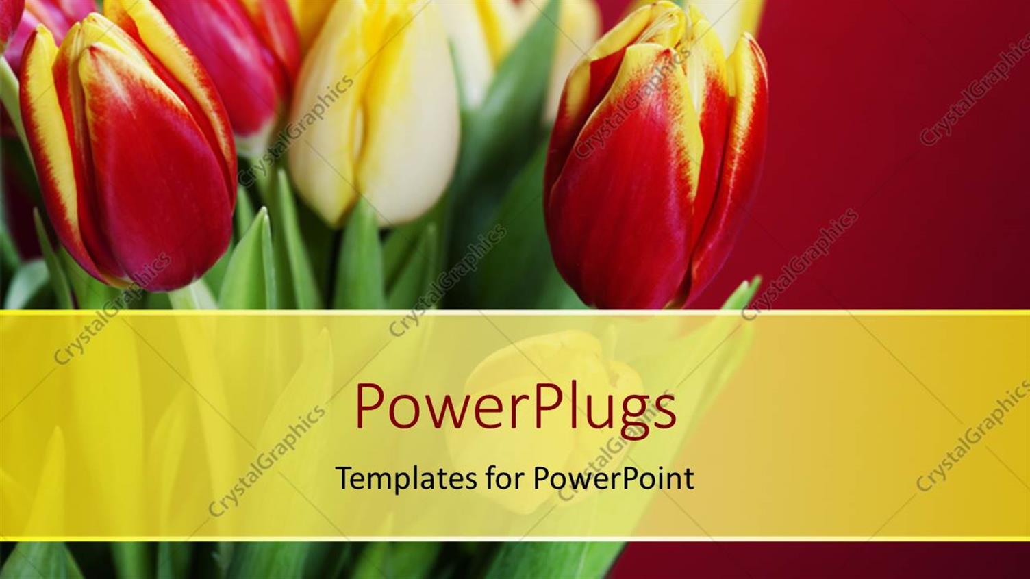 Premium Template for PowerPoint & Google Slides 