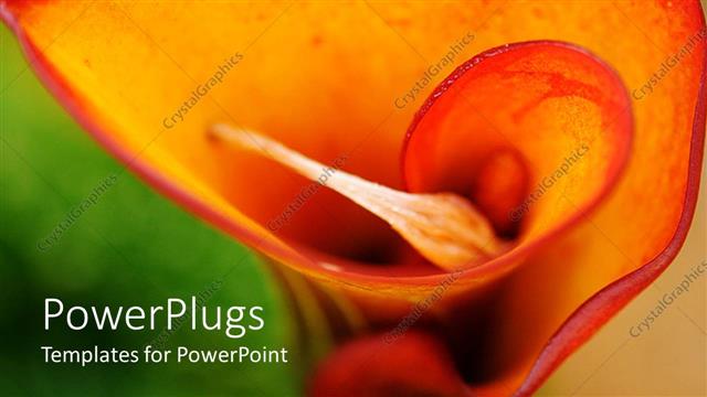  Presentation with calla lily - A beautiful rose with blurred background