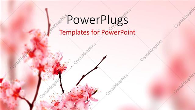  Presentation with spring - Beautiful spring blossom in pink