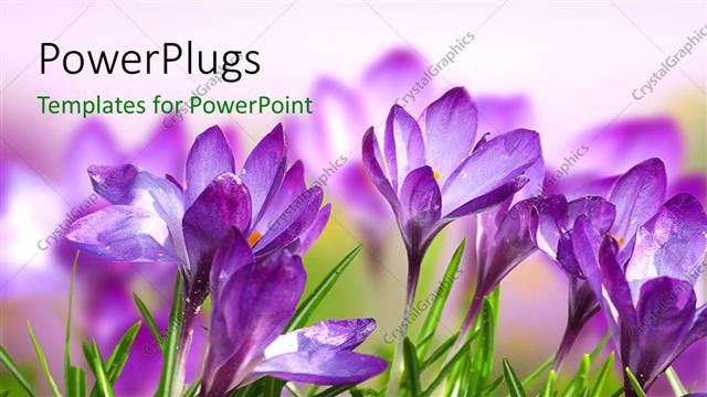  Presentation with spring - A number of purple flowers with a blurred background