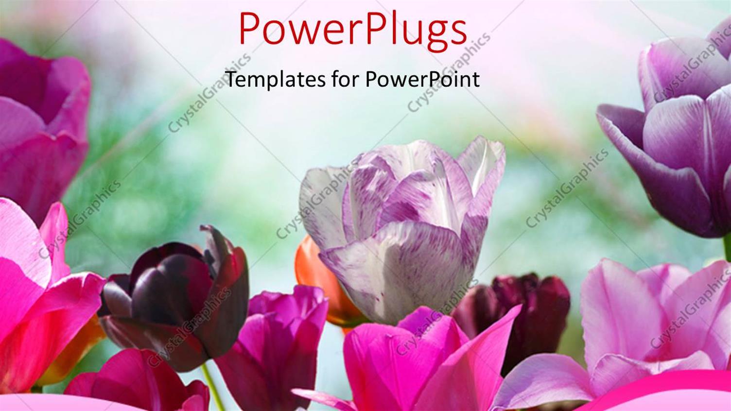 Premium Template for PowerPoint & Google Slides 