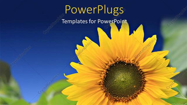  Presentation with blue flower - Beautiful sunflower with green leaves and blue color