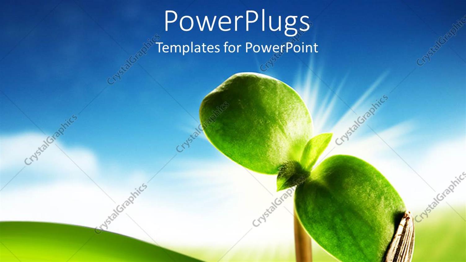 Premium Template for PowerPoint & Google Slides 