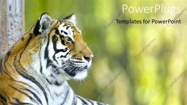  Presentation with tiger - Beautiful tiger resting, tiger at a zoo, close up of tiger head with body laying on the ground with blurred background