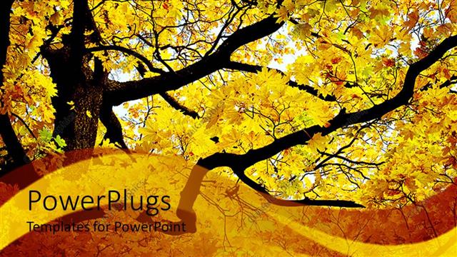  Presentation with autumn - A beautiful tree in autumn with place for text