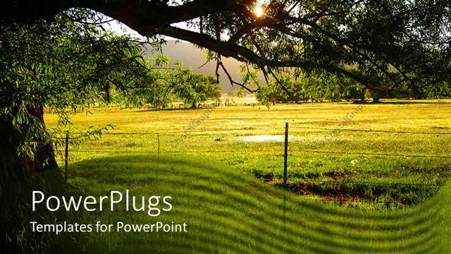  Presentation with sunshine - A beautiful tree with greenery and sunshine