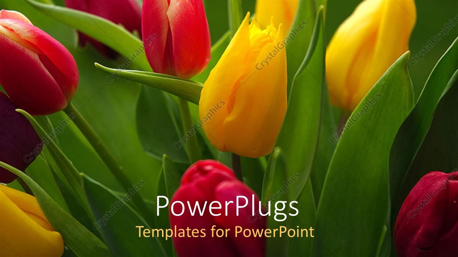 Premium Template for PowerPoint & Google Slides 