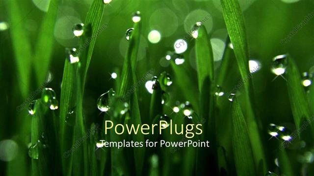  Presentation with dew - A beautiful view of green grass with dew