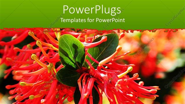  Presentation with chilean - A beautiful view of the scarlet flower along with leaves