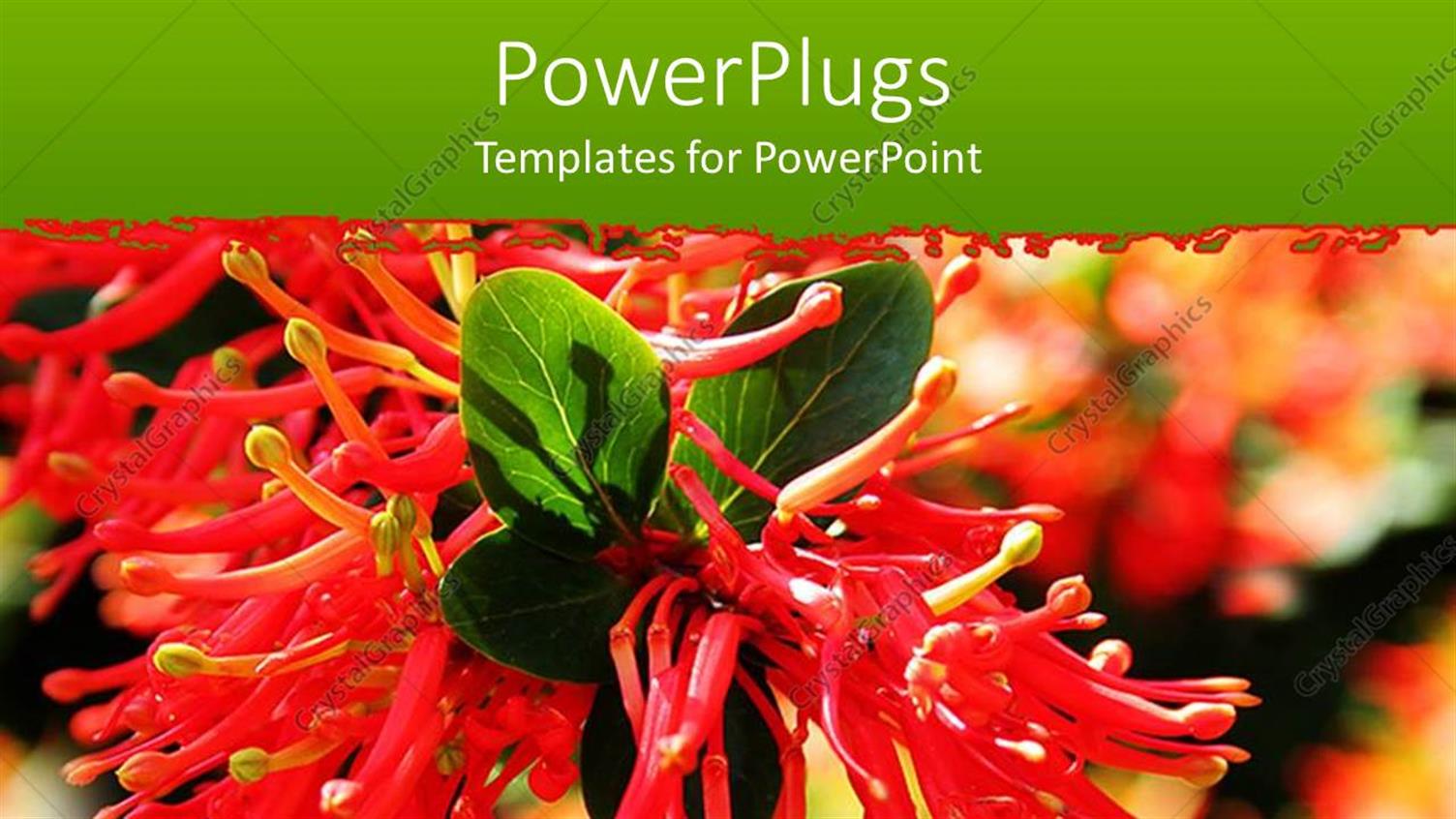 Featuring a Beautiful View of the Scarlet Flower Along with Leaves