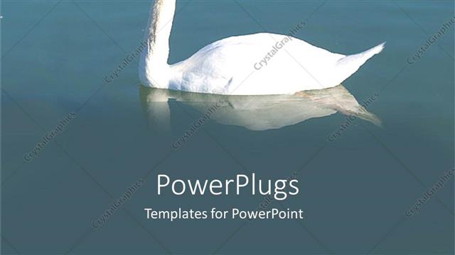 Presentation with calm - A beautiful white colored swan on a calm lake