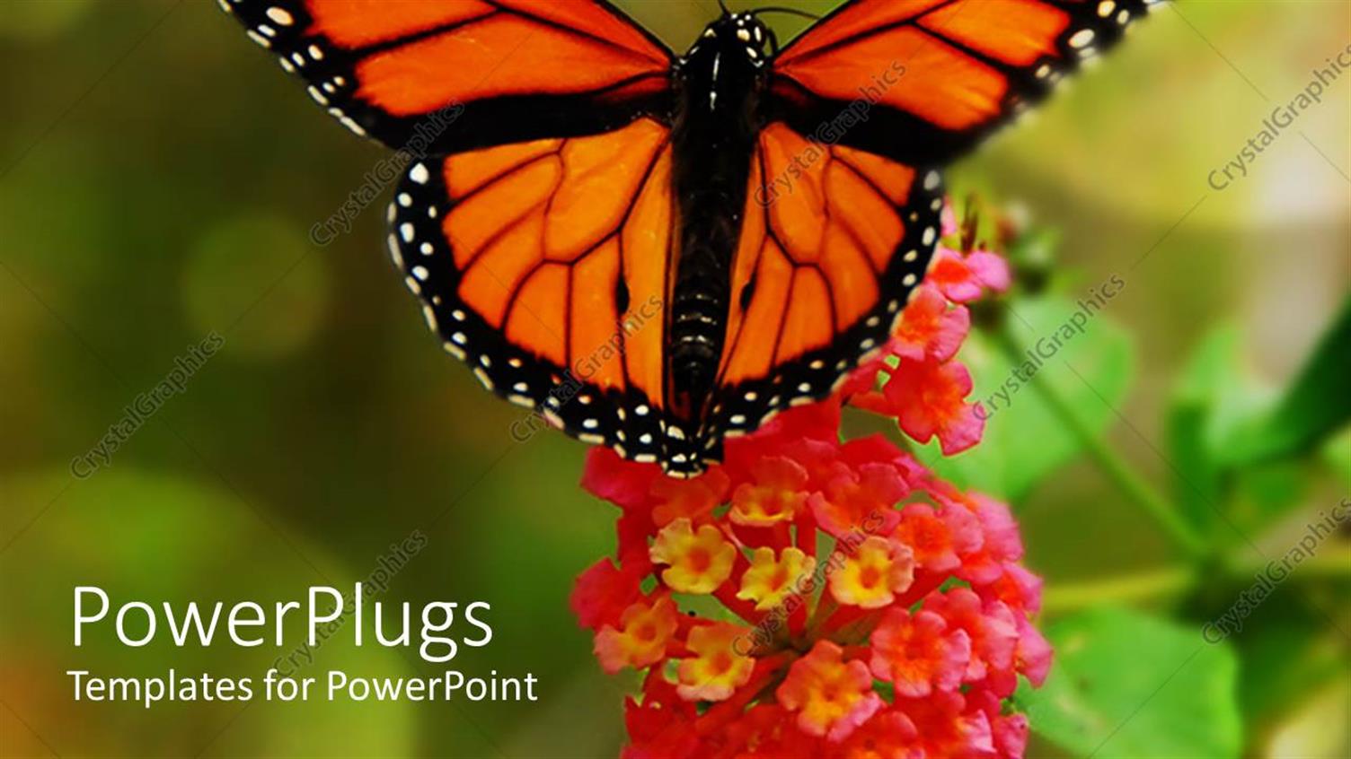 Premium Template for PowerPoint & Google Slides 