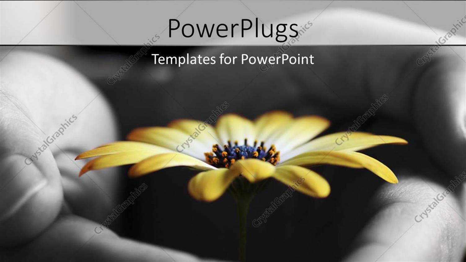 Featuring a Beautiful Yellow Flower Inside a Hand