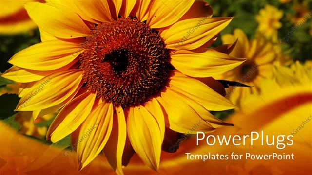 Presentation with sunflower - Beautiful yellow sunflower in gardenwith nice frame
