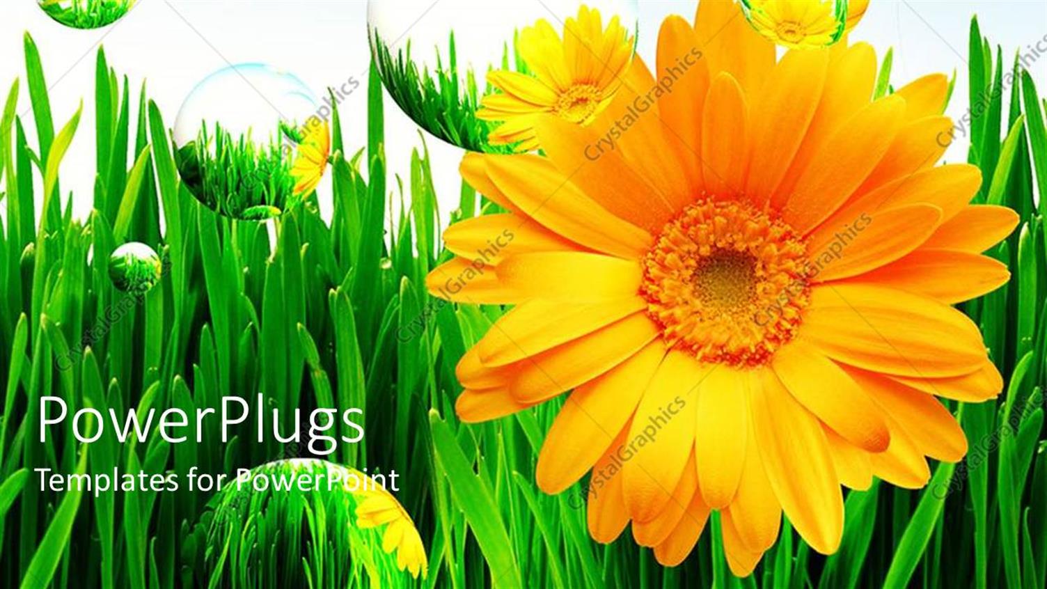 Premium Template for PowerPoint & Google Slides 