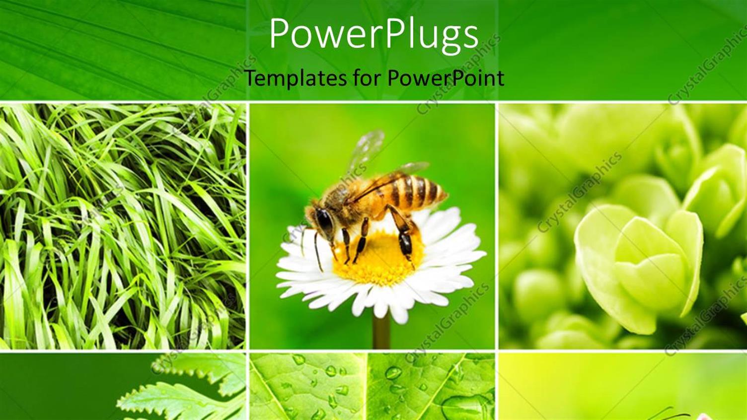 Premium Template for PowerPoint & Google Slides 