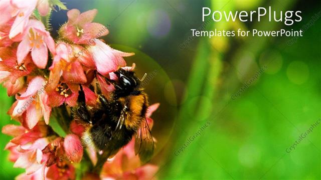  Presentation with bee - A bee feeding on a bunch of flowers with green background
