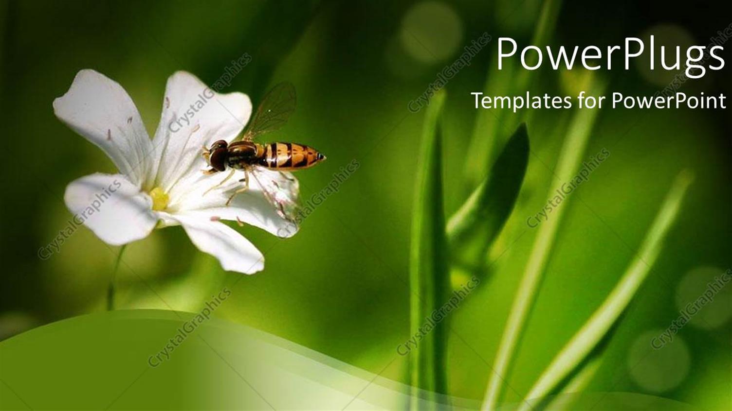 Premium Template for PowerPoint & Google Slides 