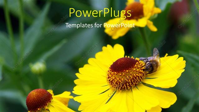  Presentation with chamomile - Bee sucking nectar of yellow sunflower in garden