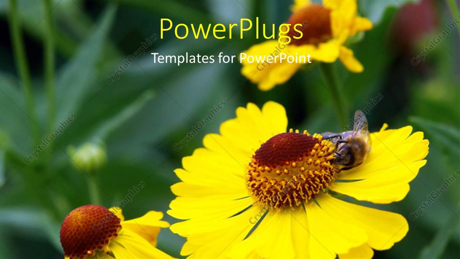 Premium Template for PowerPoint & Google Slides 
