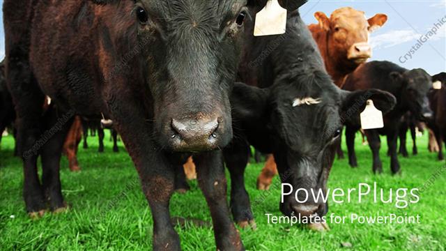  Presentation with cattle beef - Beef cow with other cattle