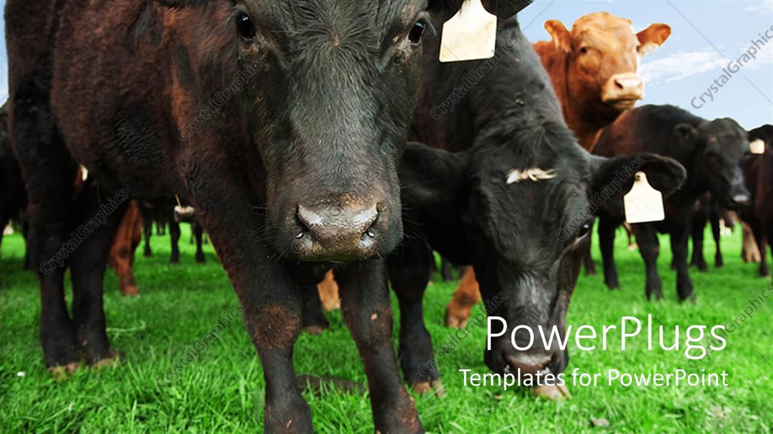 Premium Template for PowerPoint & Google Slides 