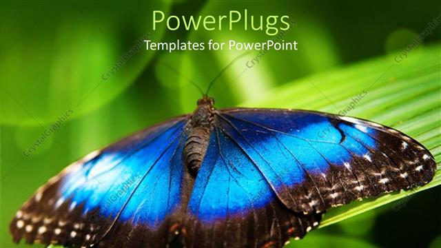  Presentation with grass - Big blue and black butterfly on a grass blade