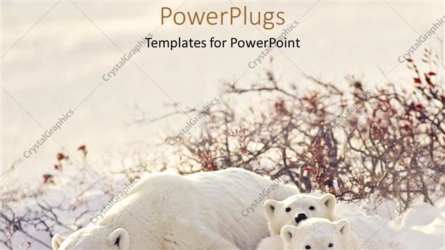  Presentation with snow - Big polar bear with two cubs lying on snow