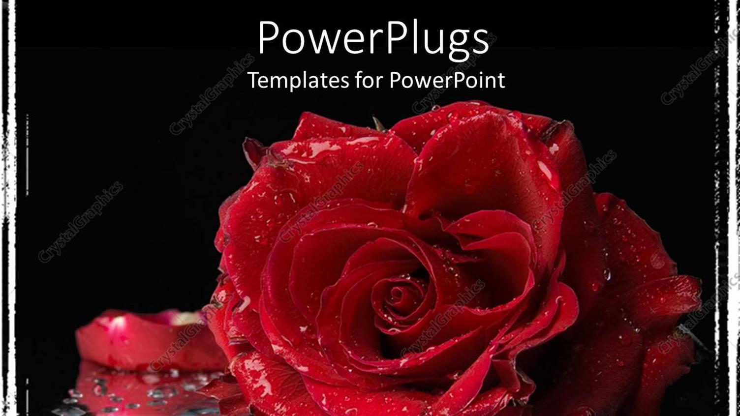 Premium Template for PowerPoint & Google Slides 