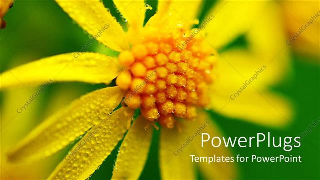  Presentation with sunflower - A big yellow flower on a green colored background