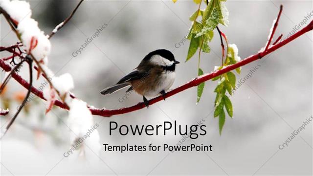  Presentation with tree - A bird on the branch of a tree in winters