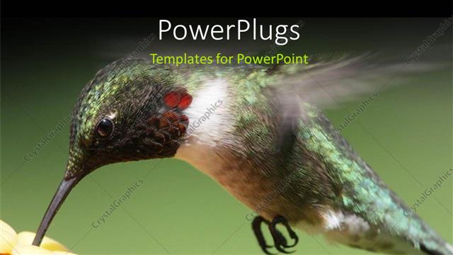  Presentation with bird - A bird with a greenish background and place for text