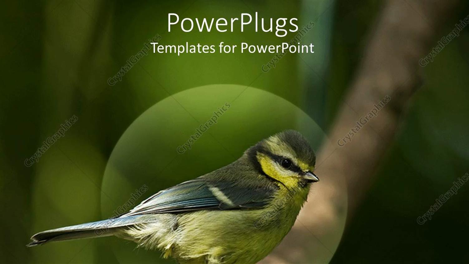 Featuring a Bird with a Hand in the Background