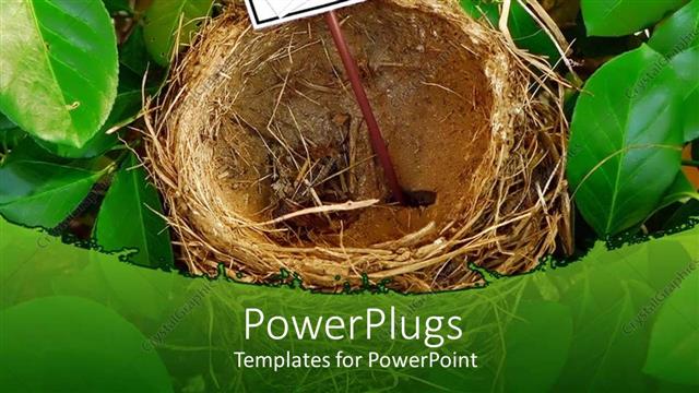  Presentation with plants - A Bird nest in the midst of a green plants and a sign post