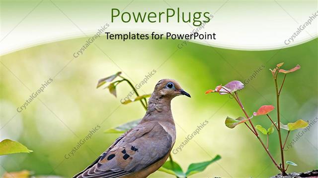  Presentation with mourning - A bird with a tree and greenish background