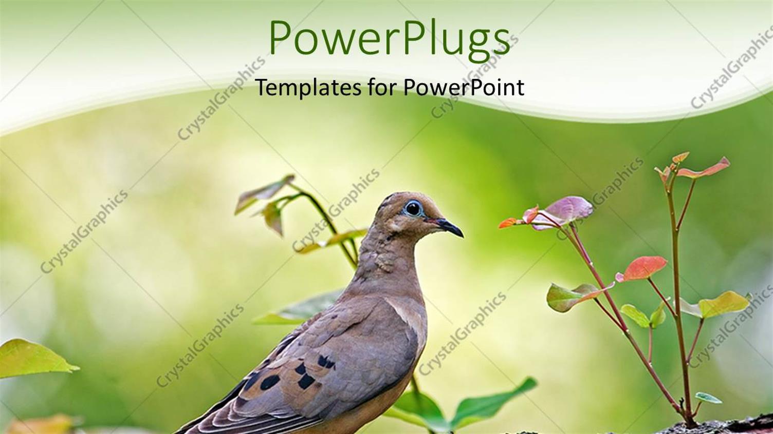 Premium Template for PowerPoint & Google Slides 