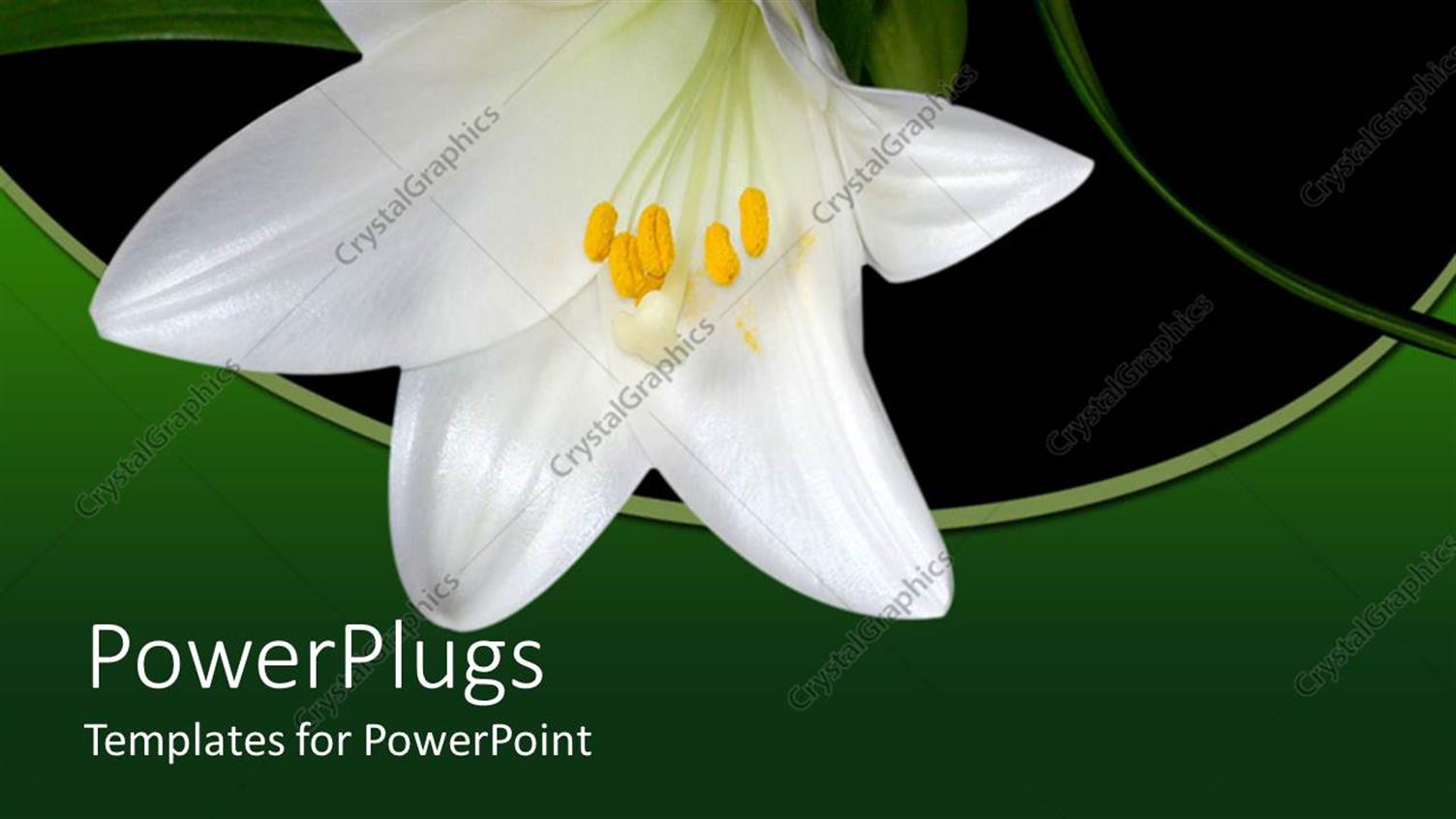 Premium Template for PowerPoint & Google Slides 