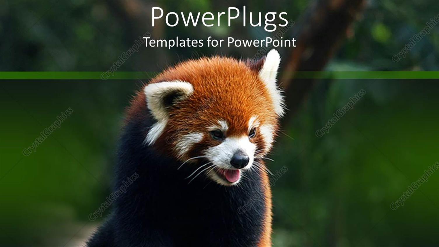 Featuring Black and Brown Furred Panda Panting