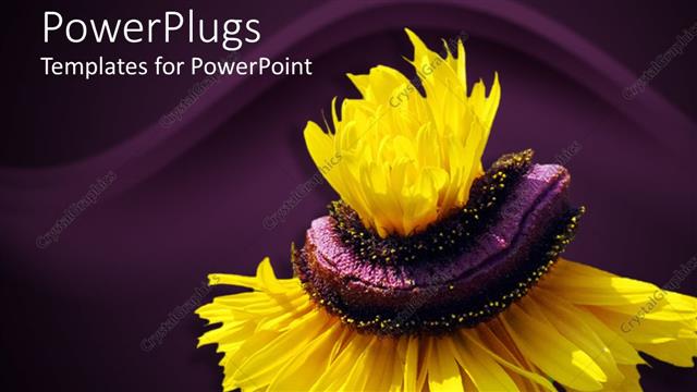  Presentation with unique purple - Black eyed susan on a purple background with waves