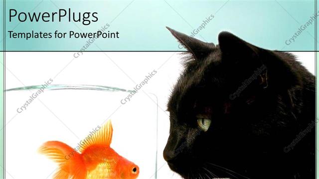  Presentation with gold black - Black scary cat looks at gold fish in glass beaker