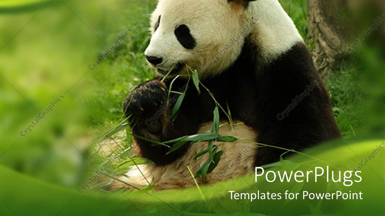 Premium Template for PowerPoint & Google Slides 