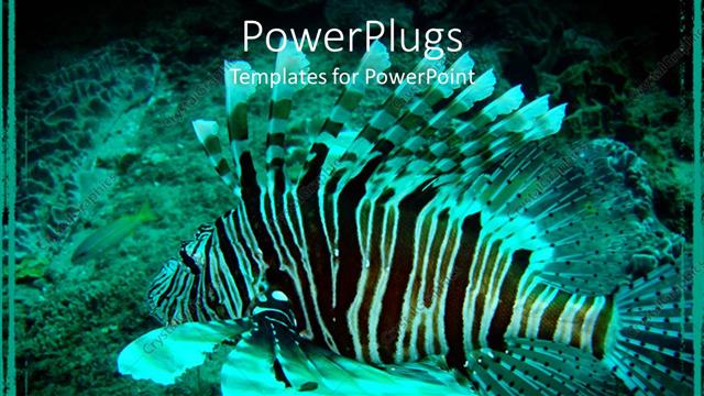  Presentation with lion - Black and white lion fish swimming